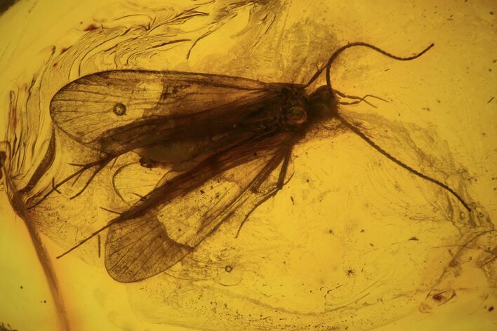 Detailed Fossil Caddisfly (Trichopterae) In Baltic Amber #90852